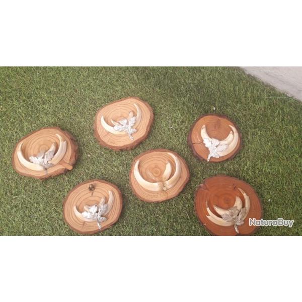 Lot de six trophes sanglier