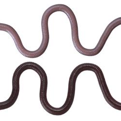 Leurre Souple OSP Mimizu Deka par 3 #TW203 ISOMEN 32cm