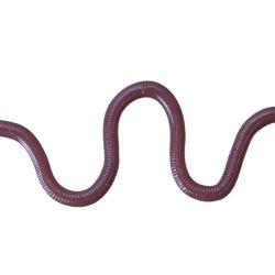 Leurre Souple OSP Mimizu Deka par 3 #W050 MIMIZU 32cm