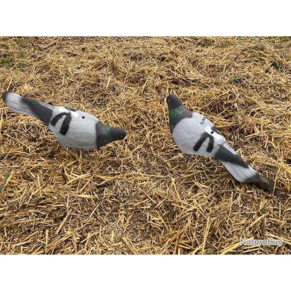 Lot de 10 coquilles pigeon biset