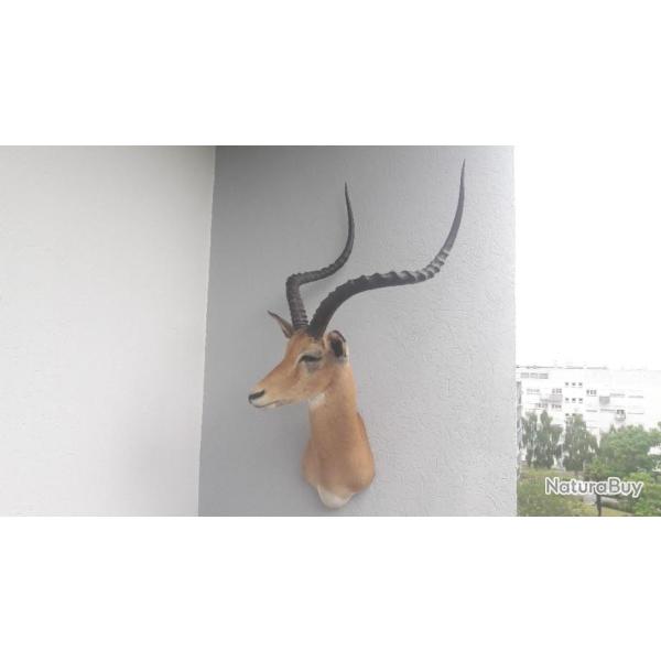 Taxidermie d'un tr�s grand Impala ; Aepyceros melampus