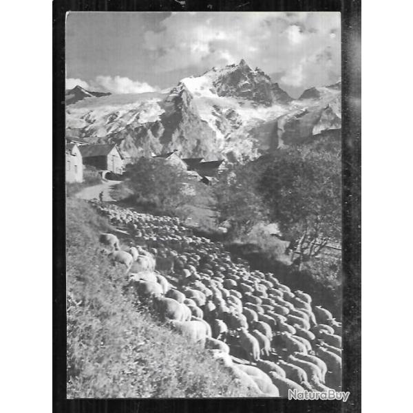 la meije , transhumance , moutons , carte postale moderne