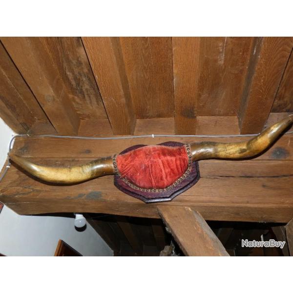 ancien trophe cornes de vache