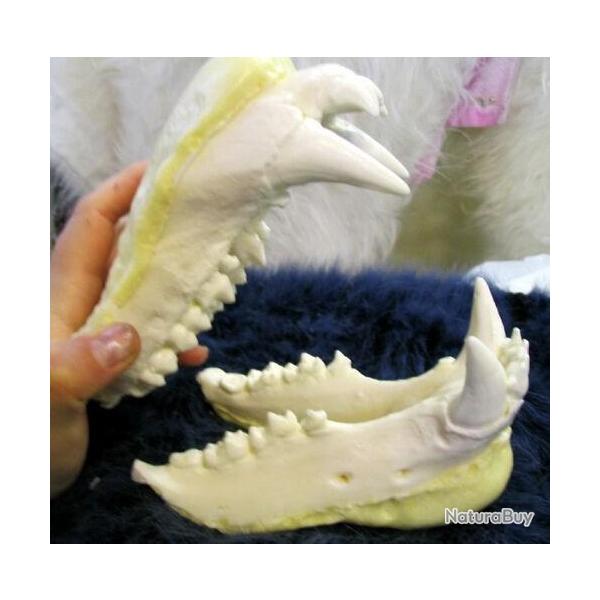 Taxidermie.Reconstitution norme mchoire de grizzly