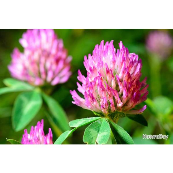 1000 Graines de Tr�fle Rouge - plante m�dicinale - jardin potager- semences paysannes reproductibles