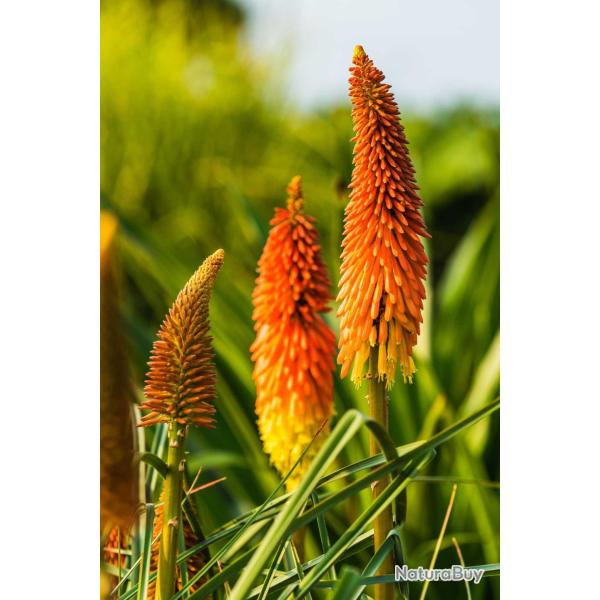 60 Graines de Tritome - Faux Alo� - Kniphofia - Grandes fleurs ornementales