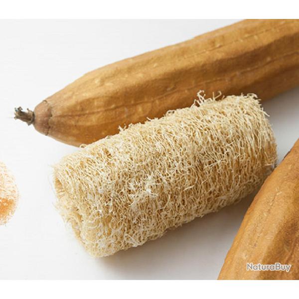 10 Graines de Courge �ponge - Luffa - �ponge naturelle - semences paysannes reproductibles - SemiSau