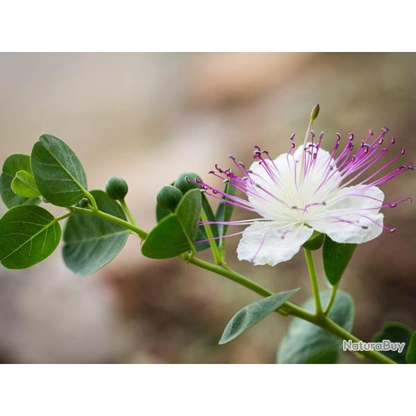 35 Graines de C�prier - vivace sans �pine - semences reproductibles