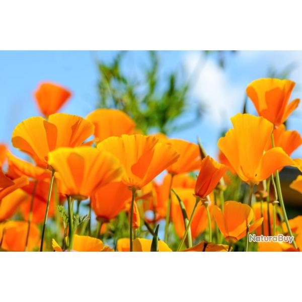 150 Graines de Pavot de Californie- fleurs mellif�res - semences paysannes reproductibles - SemiSauv