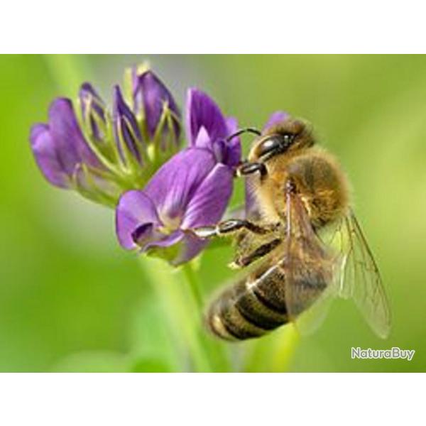 1500 Graines de Luzerne - plante mellif�re engrais vert - semences paysannes reproductibles - SemiSa