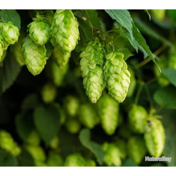 100 Graines de Houblon Grimpant - Humulus lupulus - bi�re -semences paysannes