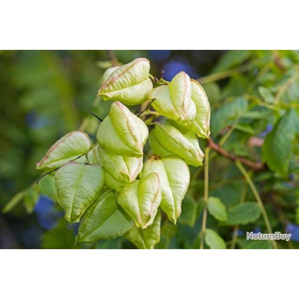 15 Graines de Savonnier - arbuste ornemental- semences paysannes reproductibles - SemiSauvage