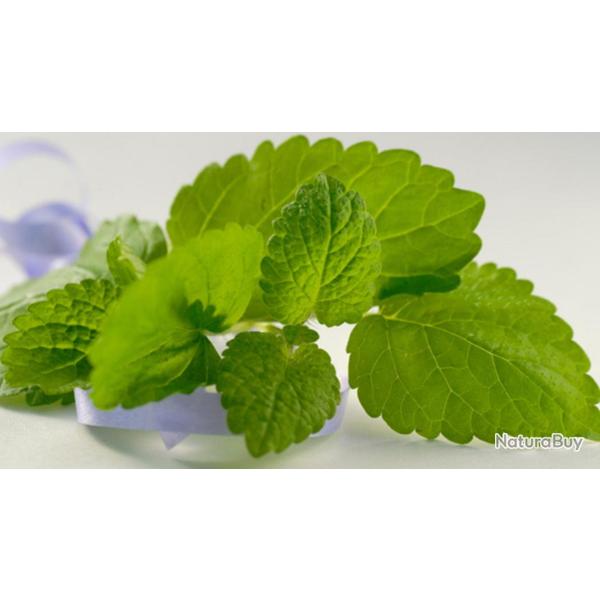 200 Graines de M�lisse Officinale - plante aromatique jardin potager - semences paysannes reproducti