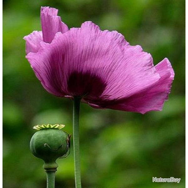 100 Graines de Pavot Somnif�re - Papaver Somniferum - semences paysannes reproductibles - SemiSauvag