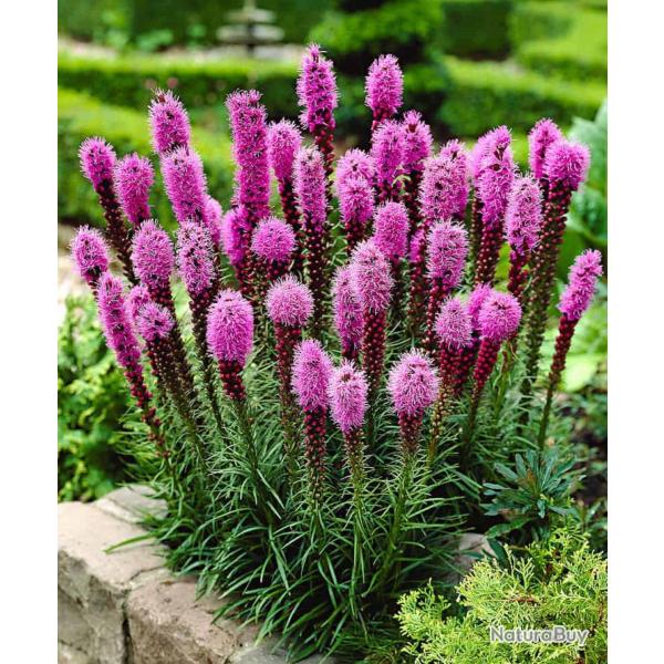 50 Graines de Plume du Kansas - Liatris Spicata - Rose Violac� - semences paysannes reproductibles -