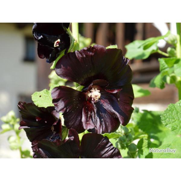 35 Graines de Rose Tr�mi�re Noire - fleurs jardins ornement - semences paysannes reproductibles - Se