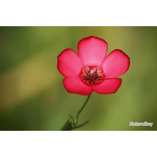 150 Graines de Lin � Grandes Fleurs Rouge - semences paysannes reproductibles - SemiSauvage