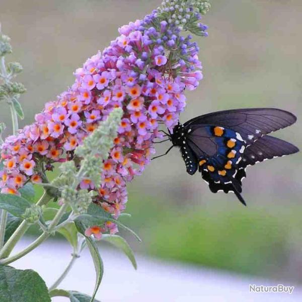 1000 Graines d'arbre aux Papillons - buddleja - arbuste jardin - semences paysannes reproductibles -