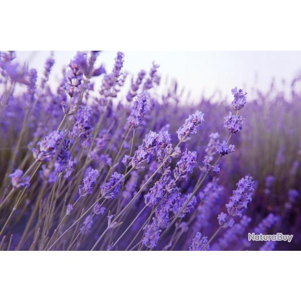 100 Graines de Lavande - fleurs plante jardin potager- semences paysannes reproductibles - SemiSauva