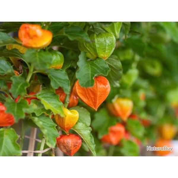 100 Graines de Physalis - jardins potager fruits - semences paysannes reproductibles - SemiSauvage