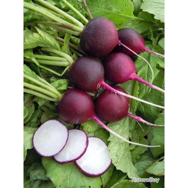 300 Graines de Radis Rond Violet - l�gumes ancien - semences paysannes reproductibles - SemiSauvage