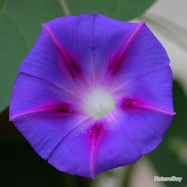 40 Graines d'Ipom�e pourpre - fleurs grimpante jardins potager - semences paysannes reproductibles -