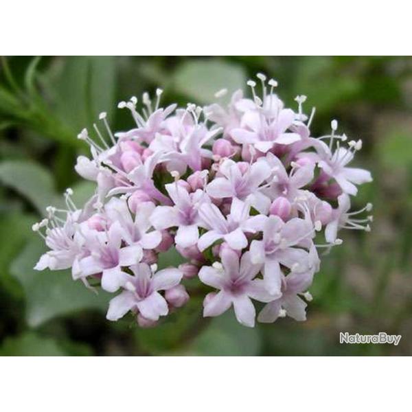 150 Graines de Val�riane Officinale - plante m�dicinale- semences paysannes reproductibles - SemiSau