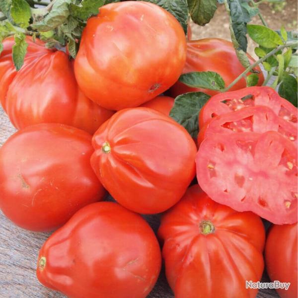 50 Graines de Tomate Red Pear - l�gume ancien jardin potager - semences paysannes reproductibles - S