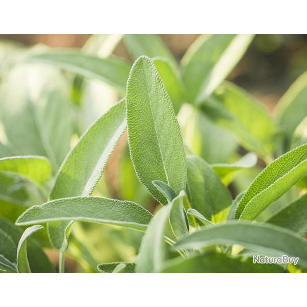 40 Graines de Sauge Officinale - plante aromatique - semences paysannes reproductibles - SemiSauvage
