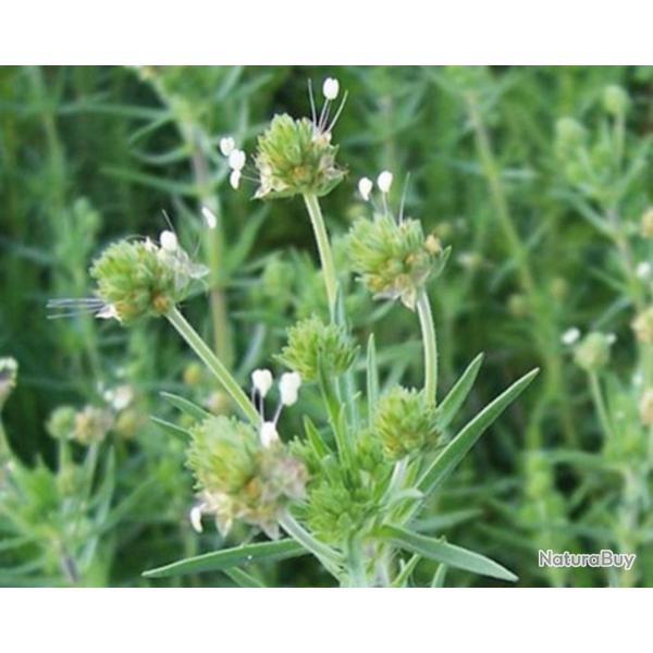 500 Graines de Psyllium Brun - vrai plantain ispaghul - semences paysannes reproductibles - SemiSauv