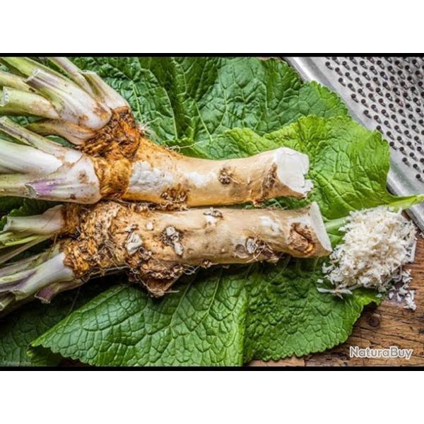 150 Graines de Raifort - plante aromatique potager - semences paysannes reproductibles - SemiSauvage
