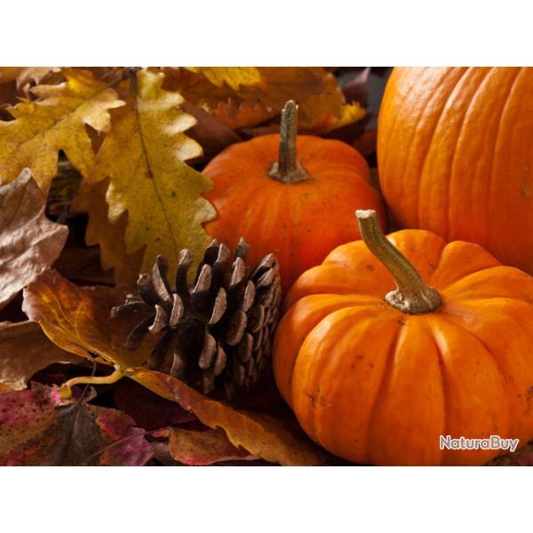 12 Graines de Potirons - l�gumes courges jardin potager - semences paysannes reproductibles - SemiSa