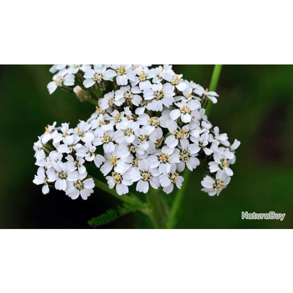 1000 Graines d'Achill�e Millefeuille - fleurs m�dicinale aromatique - semences paysannes reproductib