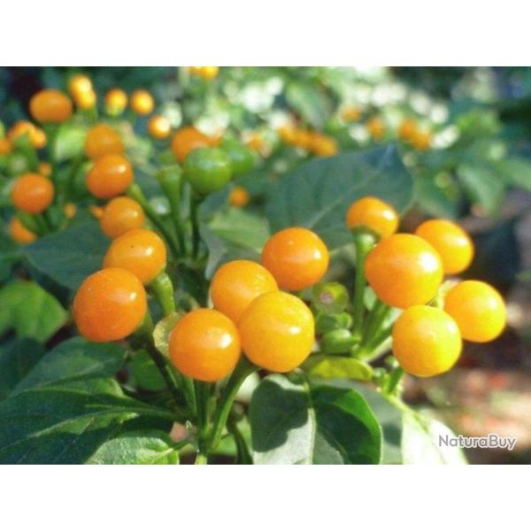 25 Graines de Piment Aji Charapita - Piment le plus cher du monde - semences paysannes reproductible