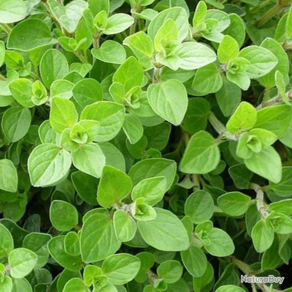 500 Graines d'Origan - plante aromatique jardin - semences paysannes reproductibles - SemiSauvage
