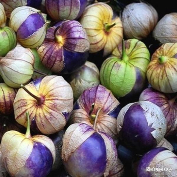 100 Graines de Tomatillo Pourpre- Physalis tomate jardin potager - semences paysannes reproductibles