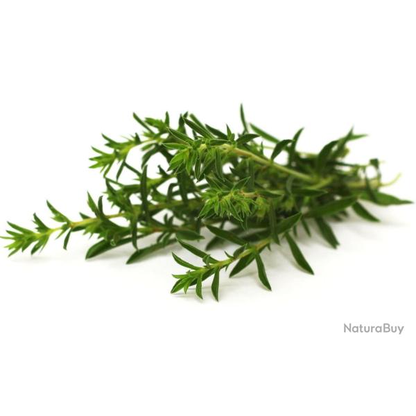 300 Graines de Sarriette - plante aromatique m�dicinale- semences paysannes reproductibles - SemiSau