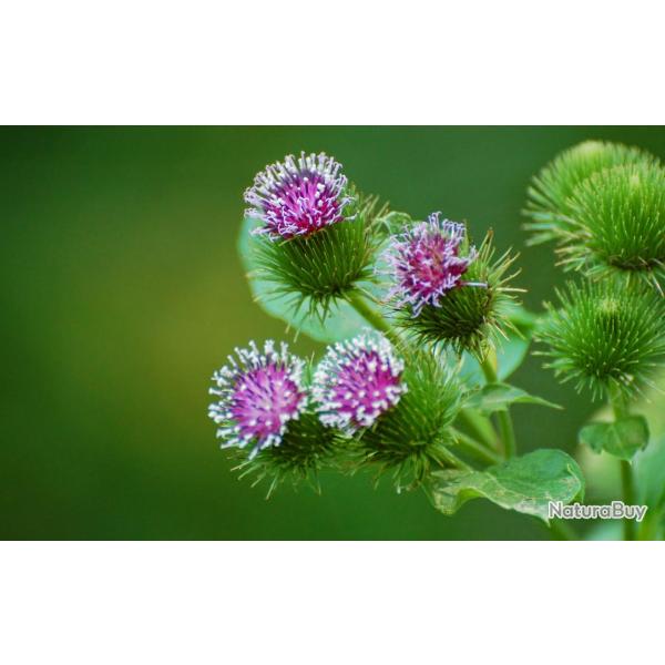 35 Graines de Grande Bardane - plante m�dicinale ornementale- semences paysannes reproductibles - Se