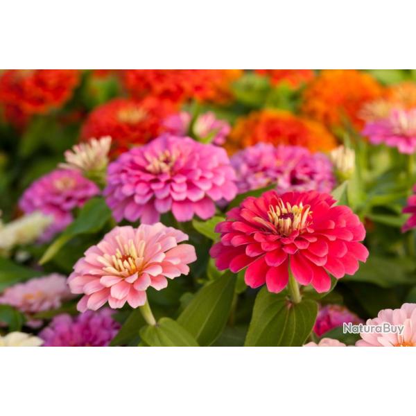 150 Graines de Rose Mystique Zinnia - fleurs - semences paysannes reproductibles - SemiSauvage