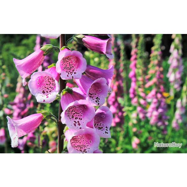 1000 Graines de Digitale Pourpre - fleurs ornementale - semences paysannes reproductibles - SemiSauv