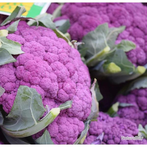 100 Graines de Chou-Fleur Violet - jardins potager l�gumes rare- semences paysannes reproductibles -