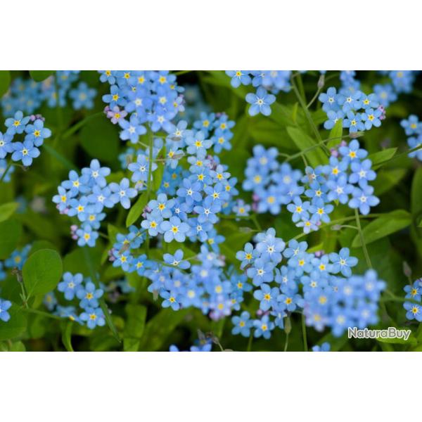 500 Graines de Myosotis Royal Bleu - plantes fleurs- semences paysannes reproductibles - SemiSauvage