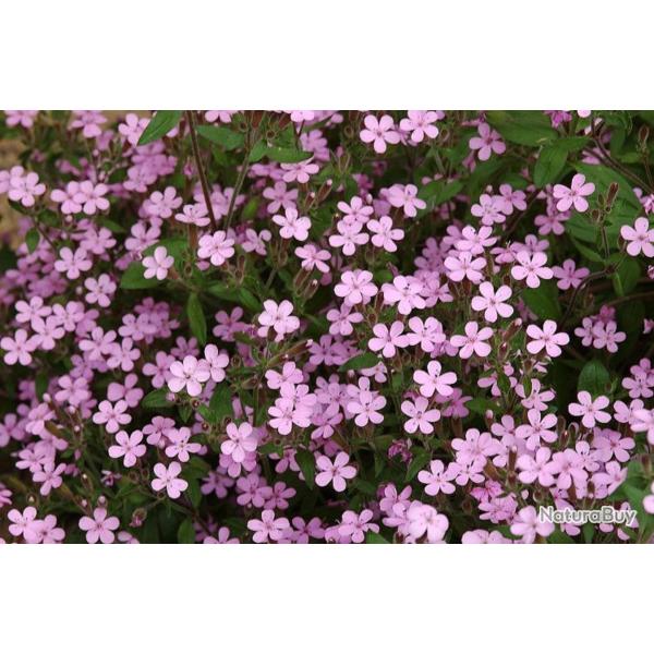 150 Graines de Saponaire de Montpellier - fleurs vivace- semences paysannes reproductibles - SemiSau