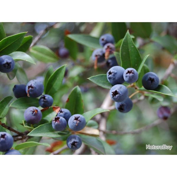 25 Graines de Myrte Commune - fleurs plante aromatique - semences paysannes reproductibles - SemiSau
