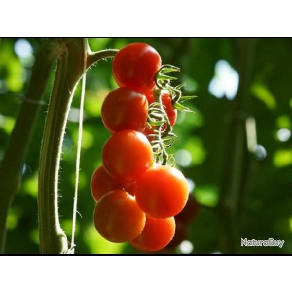 25 Graines de Tomate Cerise Rouge - l�gume jardin potager - semences paysannes reproductibles - Semi