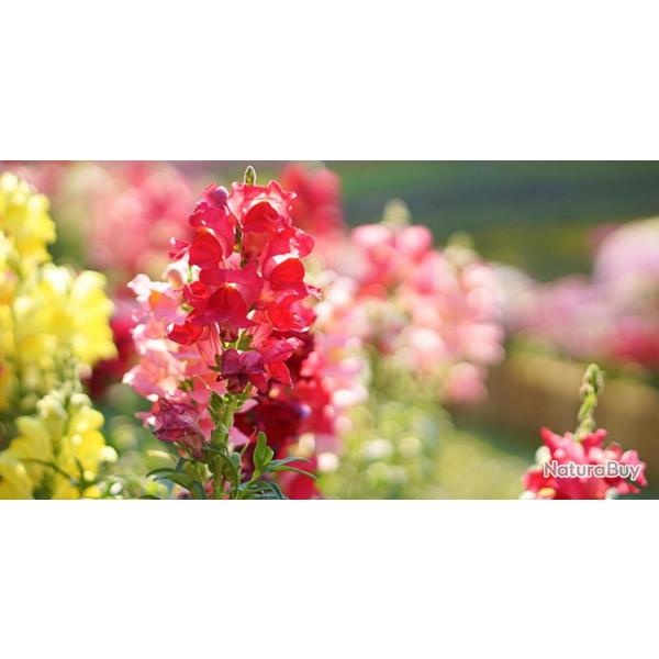 500 Graines de Muflier - Gueule de loup fleurs plante jardin - semences paysannes reproductibles - S