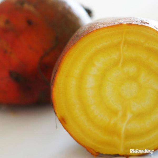 30 Graines de Betterave Jaune - l�gumes ancien jardin - semences paysannes reproductibles - SemiSauv