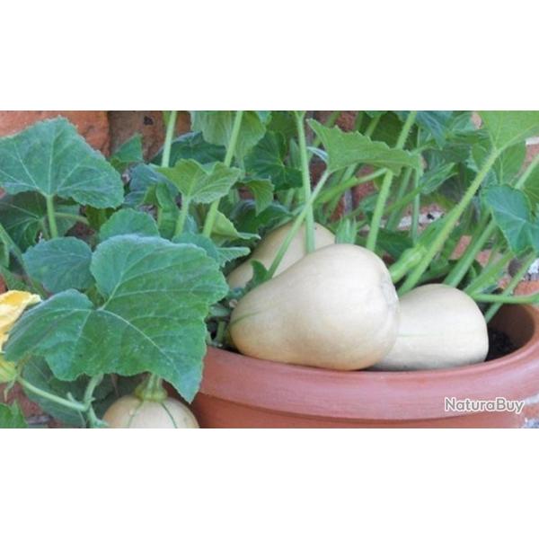 15 Graines de Butternut - l�gumes courges jardin potager - semences paysannes reproductibles - SemiS