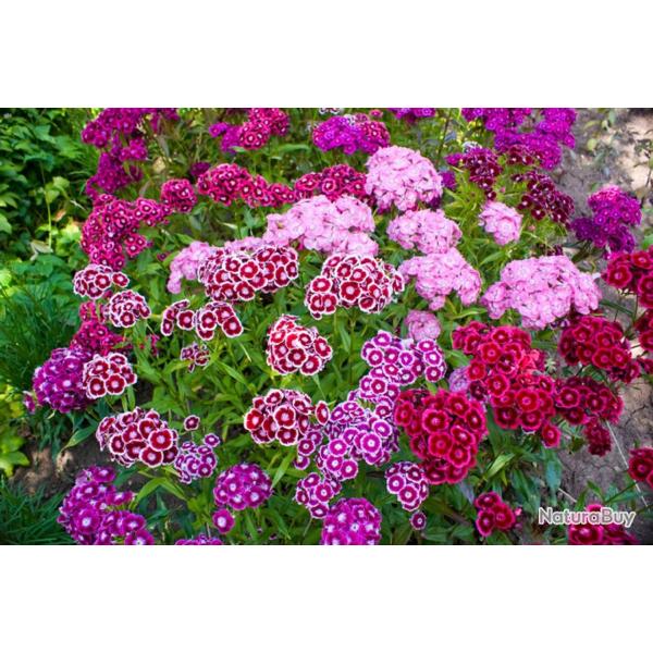 150 Graines d'OEillets de Chine - fleurs plante pot jardin - semences paysannes reproductibles - Sem