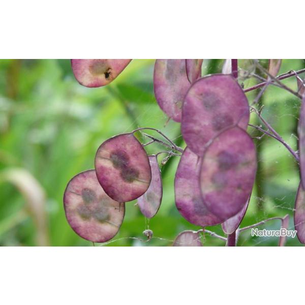 25 Graines de Monnaie du Pape - fleurs plante jardin ancien - semences paysannes reproductibles - Se